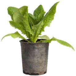 Organic Lettuce, Little Gem (1/4 Lb) 9 Organic Lettuce, Little Gem (1/4 Lb) -Garden Supplies Sales Store snv8079 web2 1