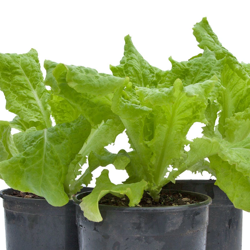 Black Seeded Simpson Lettuce Seeds (Organic) 2 Black Seeded Simpson Lettuce Seeds (Organic) - Image 2