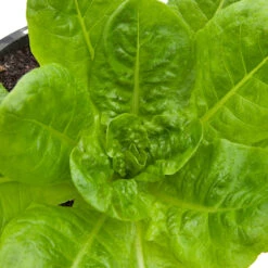 Buttercrunch Lettuce Seeds (Organic) -Garden Supplies Sales Store snv8084 web