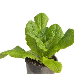 Parris Island Cos Lettuce Seeds (Organic) -Garden Supplies Sales Store snv8090 web2