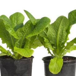 Parris Island Cos Lettuce Seeds (Organic) -Garden Supplies Sales Store snv8090 web3