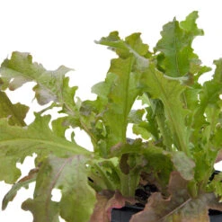 Red Salad Bowl Lettuce Seeds (Organic) -Garden Supplies Sales Store snv8093 web