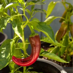 Hot New Mexico Joe Parker Pepper Seeds (Organic) -Garden Supplies Sales Store snv8127 web1