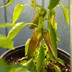 Hot New Mexico Joe Parker Pepper Seeds (Organic) -Garden Supplies Sales Store snv8127 web2