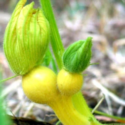 Big Max Pumpkin Seeds (Organic) -Garden Supplies Sales Store snv8136 baby 1