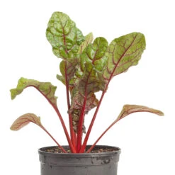 Organic Chard, Red Ruby (1/4 Lb) 5 Organic Chard, Red Ruby (1/4 Lb) -Garden Supplies Sales Store snv8165 web 2