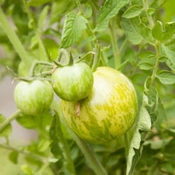 Green Zebra Tomato Seeds (Organic) 8 Green Zebra Tomato Seeds (Organic) -Garden Supplies Sales Store snv8173 web