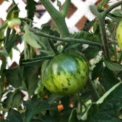 Green Zebra Tomato Seeds (Organic) 11 Green Zebra Tomato Seeds (Organic) -Garden Supplies Sales Store snv8173 web3