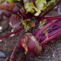 Bull's Blood Beet Seeds (Organic) -Garden Supplies Sales Store snv8204 a 1