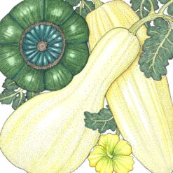 Harvest Mix Winter Squash Seeds (Organic) -Garden Supplies Sales Store snv8369 a 3