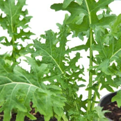 White Russian Kale Seeds (Organic) -Garden Supplies Sales Store snv8471 web