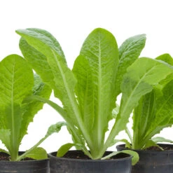 Romaine, Jericho Lettuce Seeds (Organic) 5 Romaine, Jericho Lettuce Seeds (Organic) -Garden Supplies Sales Store snv8473 web