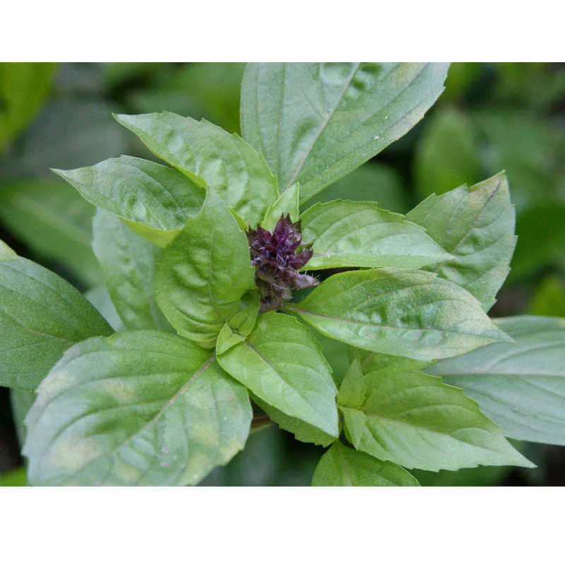 Organic Basil, Cinnamon (pack) 2 Organic Basil, Cinnamon (pack) - Image 2