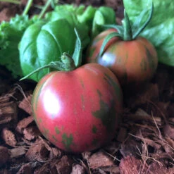 Pink Boar Tomato Seeds (Organic) -Garden Supplies Sales Store snv8542 web2
