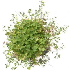 Peaceful Valley Low Rainfall Dryland Pasture Mix - Nitrocoated Seed (lb) -Garden Supplies Sales Store spd120 d