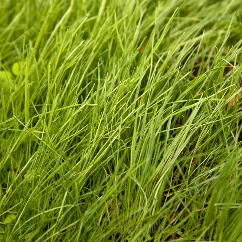 Peaceful Valley Grass Valley Range Mix For Dryland - Nitrocoated Seed (lb) 3 Peaceful Valley Grass Valley Range Mix For Dryland - Nitrocoated Seed (lb) - Image 3