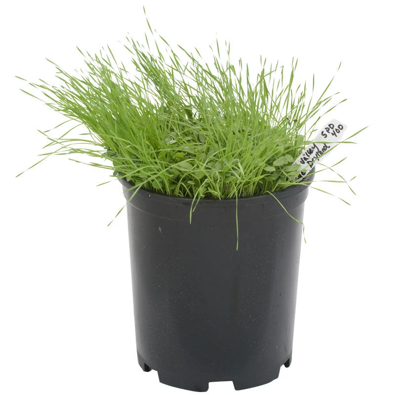 Peaceful Valley Grass Valley Range Mix For Dryland - Nitrocoated Seed (lb) 2 Peaceful Valley Grass Valley Range Mix For Dryland - Nitrocoated Seed (lb) - Image 2