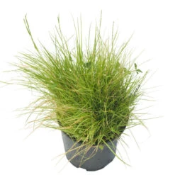 Gazebo Parts Direct Sales Store -Garden Supplies Sales Store spi200 a