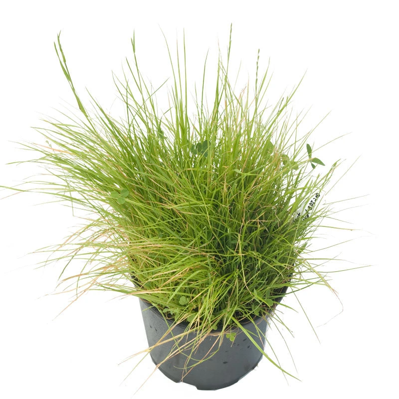 Peaceful Valley Bloat Resistant Irrigated Pasture Mix - Nitrocoated Seed (lb) 2 Peaceful Valley Bloat Resistant Irrigated Pasture Mix - Nitrocoated Seed (lb) - Image 2