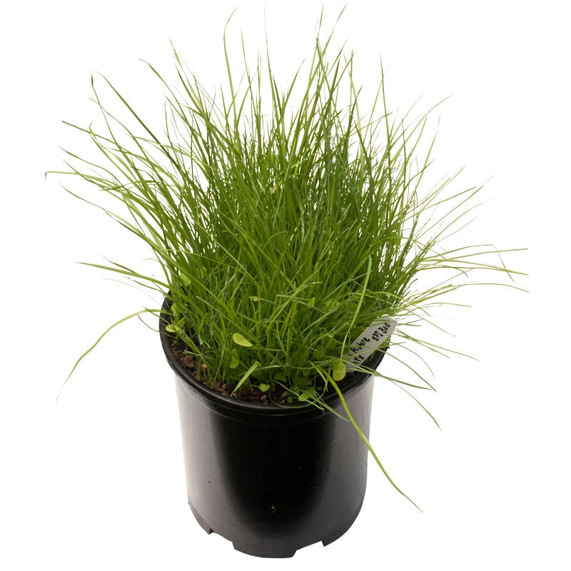 Peaceful Valley Irrigated Dairy Pasture Mix - Nitrocoated Seed (lb) 2 Peaceful Valley Irrigated Dairy Pasture Mix - Nitrocoated Seed (lb) - Image 2