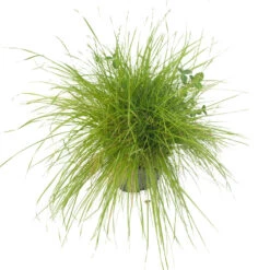 Peaceful Valley Irrigated Dairy Pasture Mix - Nitrocoated Seed (lb) 6 Peaceful Valley Irrigated Dairy Pasture Mix - Nitrocoated Seed (lb) -Garden Supplies Sales Store spi300 a 2