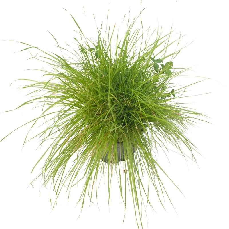 Peaceful Valley Irrigated Dairy Pasture Mix - Nitrocoated Seed (lb) 3 Peaceful Valley Irrigated Dairy Pasture Mix - Nitrocoated Seed (lb) - Image 3