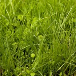 Peaceful Valley Irrigated Dairy Pasture Mix - Nitrocoated Seed (lb) 7 Peaceful Valley Irrigated Dairy Pasture Mix - Nitrocoated Seed (lb) -Garden Supplies Sales Store spi300 web