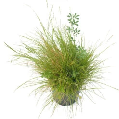 Peaceful Valley Premium Horse Irrigated Pasture Mix - Nitrocoated Seed (lb) -Garden Supplies Sales Store spi600 a