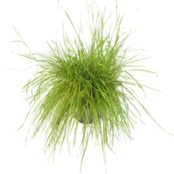 Peaceful Valley Herbal Irrigated Pasture Mix - Nitrocoated Seed (lb) -Garden Supplies Sales Store spi700 a