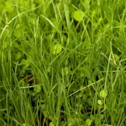 Peaceful Valley Herbal Irrigated Pasture Mix - Nitrocoated Seed (lb) -Garden Supplies Sales Store spi700 web