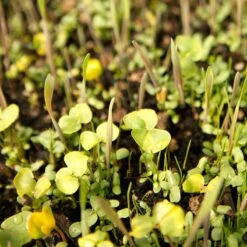 Peaceful Valley Omega-3 Chicken Forage Blend For Irrigated Land - Nitrocoated Seed (lb) -Garden Supplies Sales Store spi800 web3