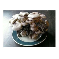 Shiitake Mushroom Block -Garden Supplies Sales Store spr200 1 web