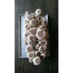 Shiitake Mushroom Block -Garden Supplies Sales Store spr200 2 web