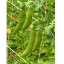 Organic Peas, Sugar Daddy (1/2 Lb ) 5 Organic Peas, Sugar Daddy (1/2 Lb ) -Garden Supplies Sales Store sugar daddy web 1