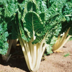 Fordhook Giant Chard Seeds (Organic) -Garden Supplies Sales Store swisschard fordhook