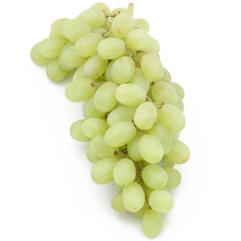 Table Grape Vine - Thompson (Seedless) 1 Table Grape Vine - Thompson (Seedless)