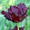 "Black Parrot" Tulip Bulbs (Pack Of 6)