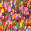Triumph Tulip Bulb Mix (Pack Of 18)