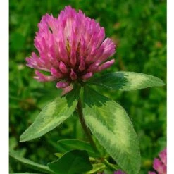 Organic Red Clover - Raw Seed (lb) 5 Organic Red Clover - Raw Seed (lb) -Garden Supplies Sales Store untitled 1