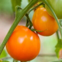 Valencia Tomato Seeds (Organic) -Garden Supplies Sales Store valencia 1