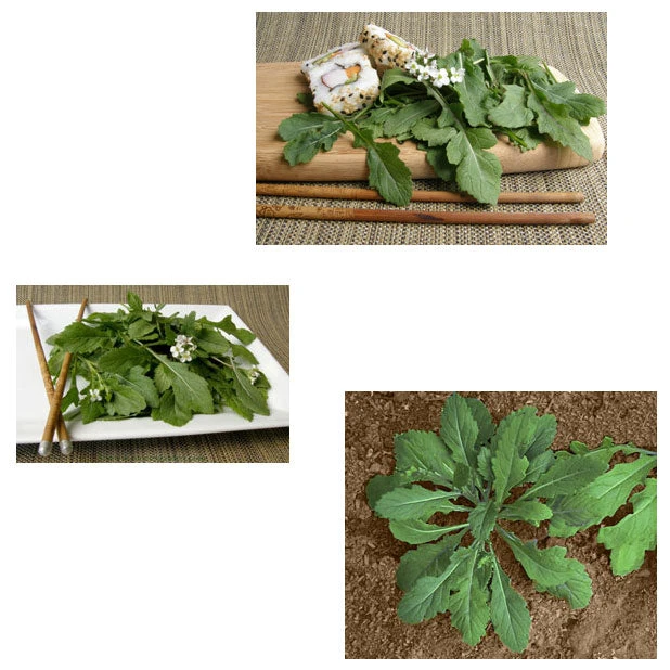 Renee's Garden Arugula Wasabi 2 Renee's Garden Arugula Wasabi - Image 2